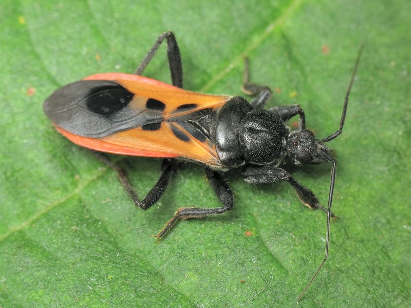 Peirates hybridus (Scopoli, 1763)